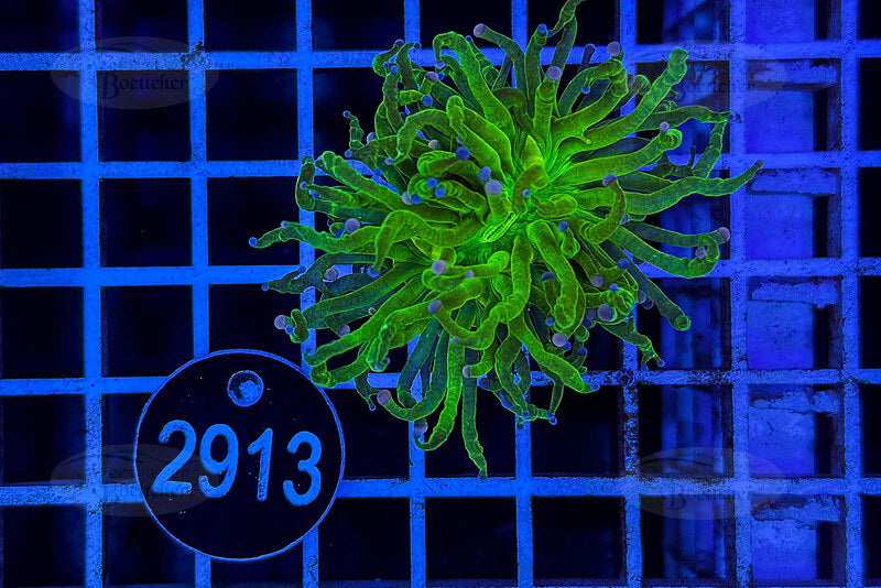 Euphyllia glabrescens | LPS Coral | WYSIWYG