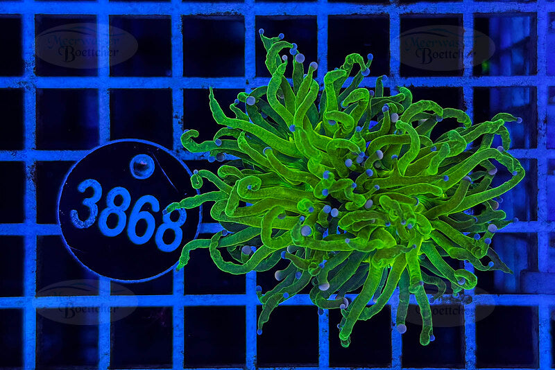 Euphyllia glabrescens | LPS Coral | WYSIWYG