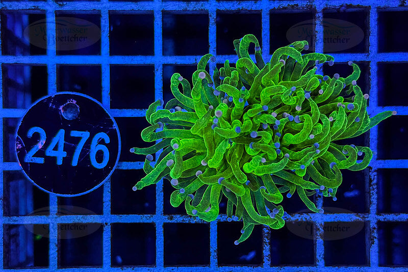 Euphyllia glabrescens | LPS Coral | WYSIWYG