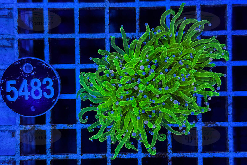 Euphyllia glabrescens | LPS Coral | WYSIWYG
