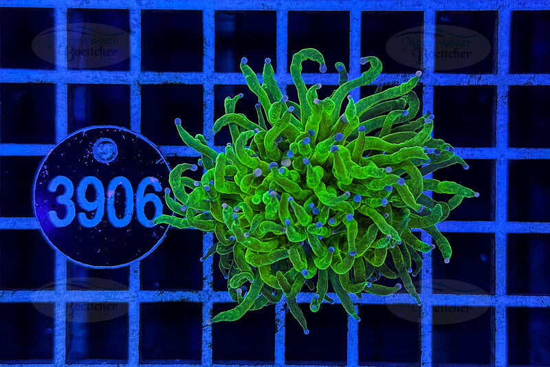 Euphyllia glabrescens | LPS Coral | WYSIWYG