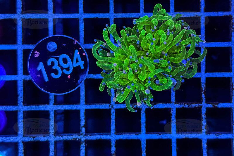 Euphyllia glabrescens | LPS Coral | WYSIWYG