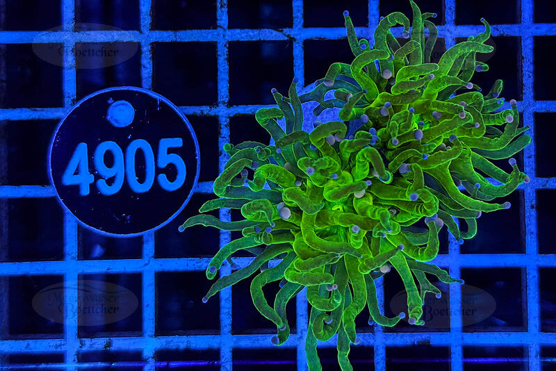 Euphyllia glabrescens | LPS Coral | WYSIWYG