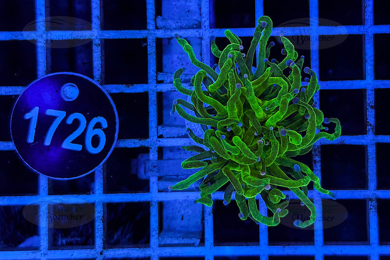 Euphyllia glabrescens | LPS Coral | WYSIWYG