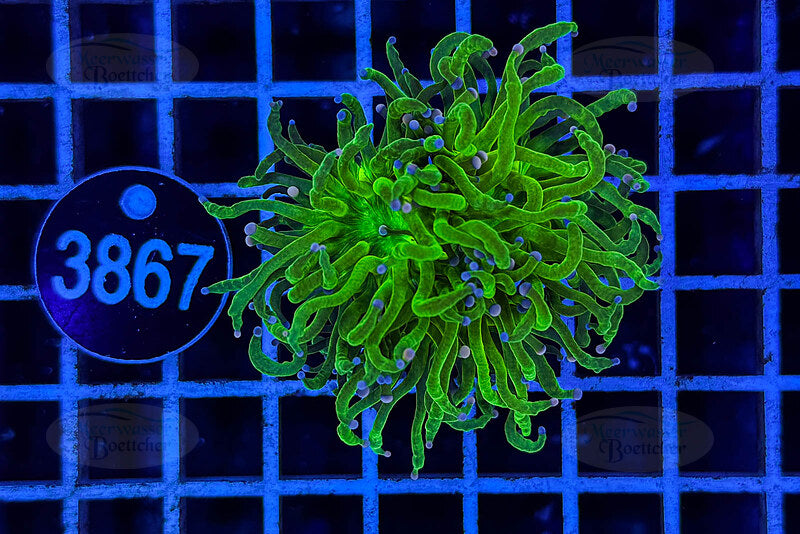 Euphyllia glabrescens | LPS Koralle | WYSIWYG