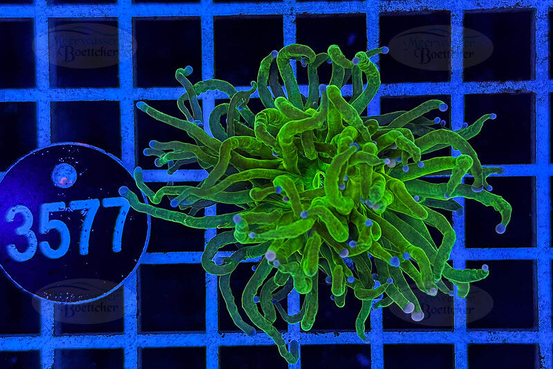 Euphyllia glabrescens | LPS Koralle | WYSIWYG