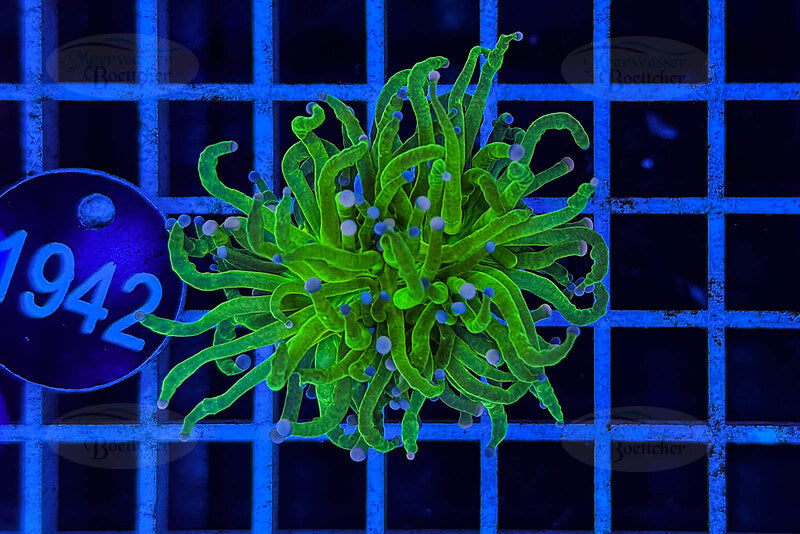 Euphyllia glabrescens | LPS Coral | WYSIWYG