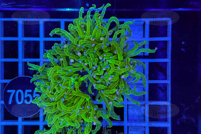 Euphyllia glabrescens | LPS Coral | WYSIWYG