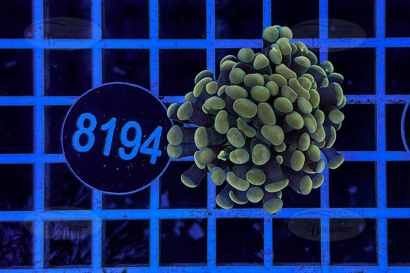 Euphyllia paraancora | LPS Koralle | WYSIWYG