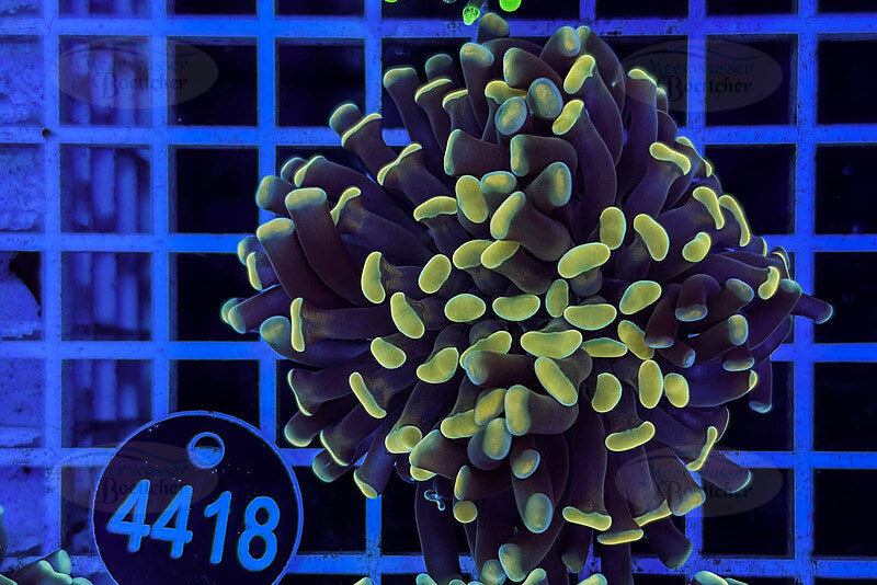 Euphyllia paraancora | LPS Koralle | WYSIWYG