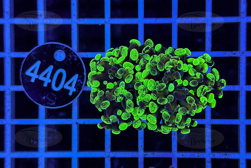 Euphyllia paraancora | LPS Koralle | WYSIWYG