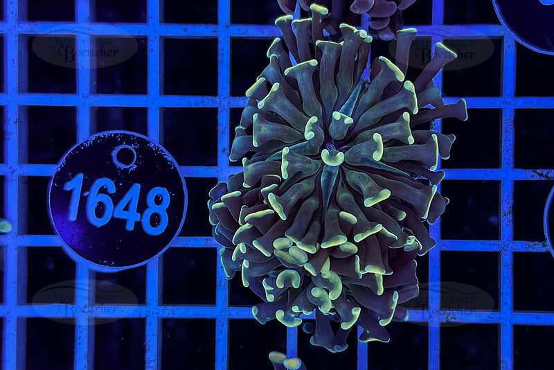 Euphyllia paraancora | LPS Koralle | WYSIWYG