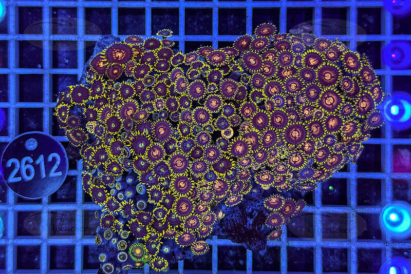 Zoanthus | Weichkoralle | WYSIWYG