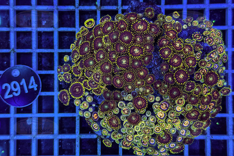 Zoanthus | Weichkoralle | WYSIWYG