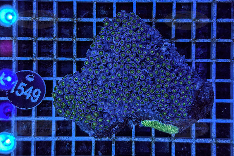 Zoanthus | Weichkoralle | WYSIWYG