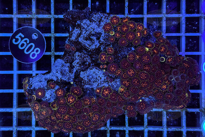 Zoanthus | Weichkoralle | WYSIWYG