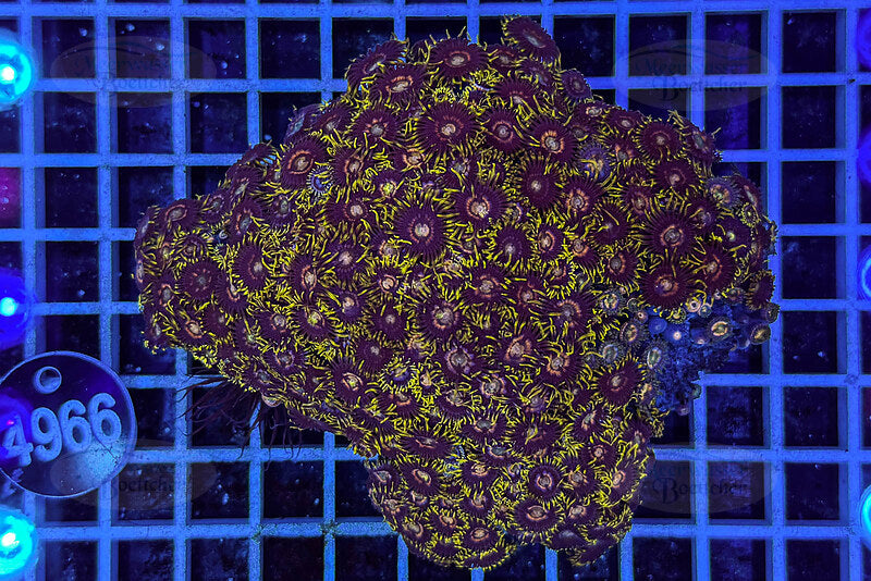 Zoanthus | Soft coral | WYSIWYG