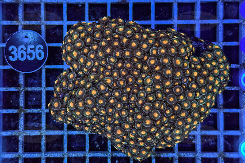 Zoanthus | Soft coral | WYSIWYG