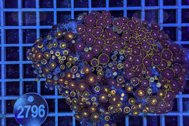 Zoanthus | Soft coral | WYSIWYG