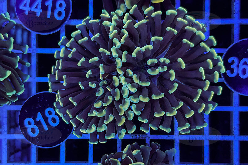 Euphyllia paraancora | LPS Coral | WYSIWYG