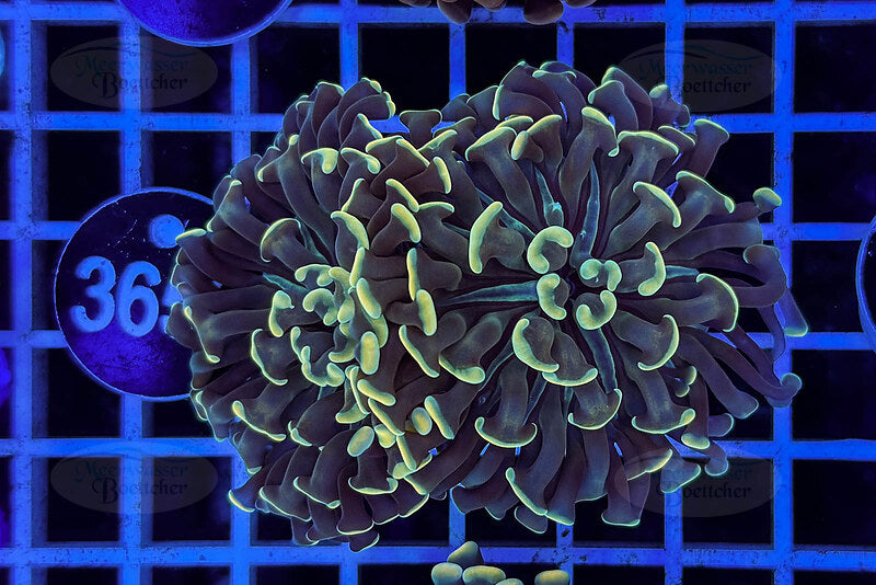 Euphyllia paraancora | LPS Coral | WYSIWYG