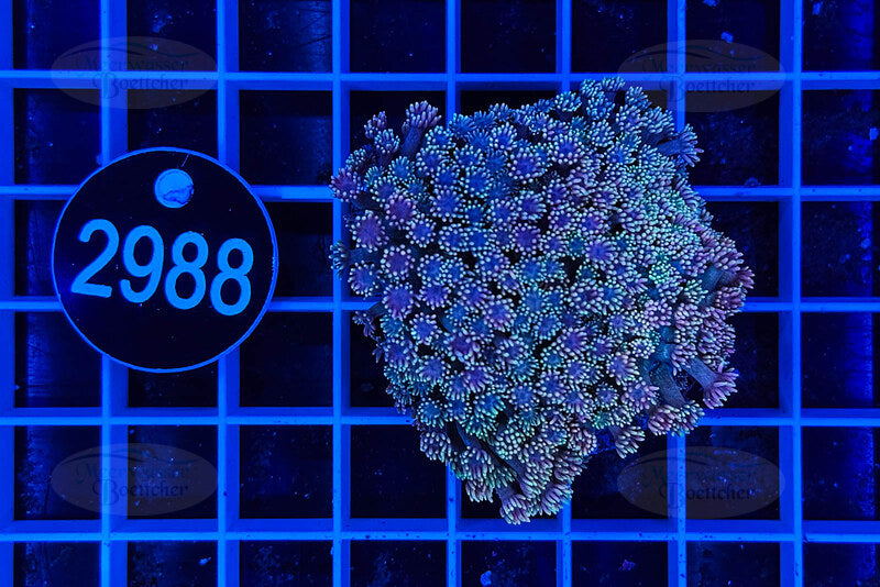 Goniopora | LPS Coral | WYSIWYG