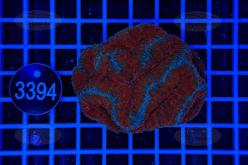 Symphyllia | LPS Koralle | WYSIWYG