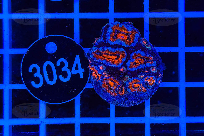 Acanthastrea lordhowensis | LPS Koralle | WYSIWYG