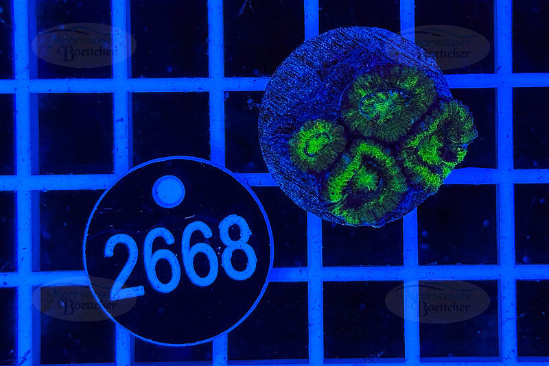 Acanthastrea lordhowensis | LPS Koralle | WYSIWYG