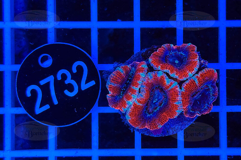 Acanthastrea lordhowensis | LPS Coral | WYSIWYG