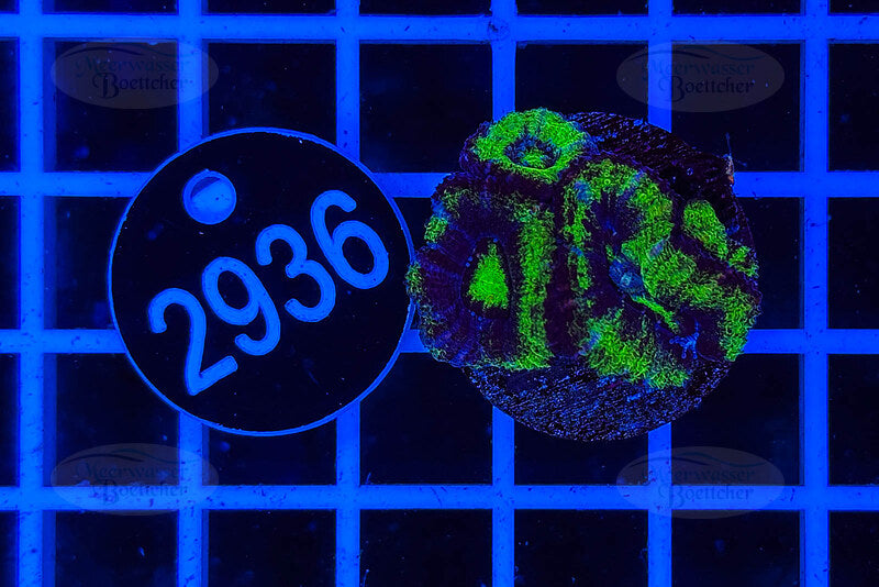 Acanthastrea lordhowensis | LPS Koralle | WYSIWYG