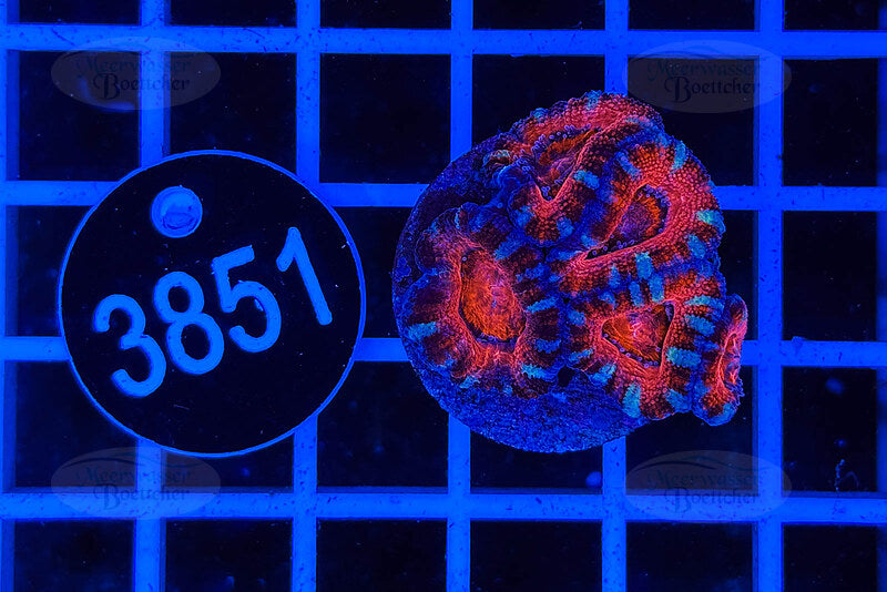 Acanthastrea lordhowensis | LPS Coral | WYSIWYG