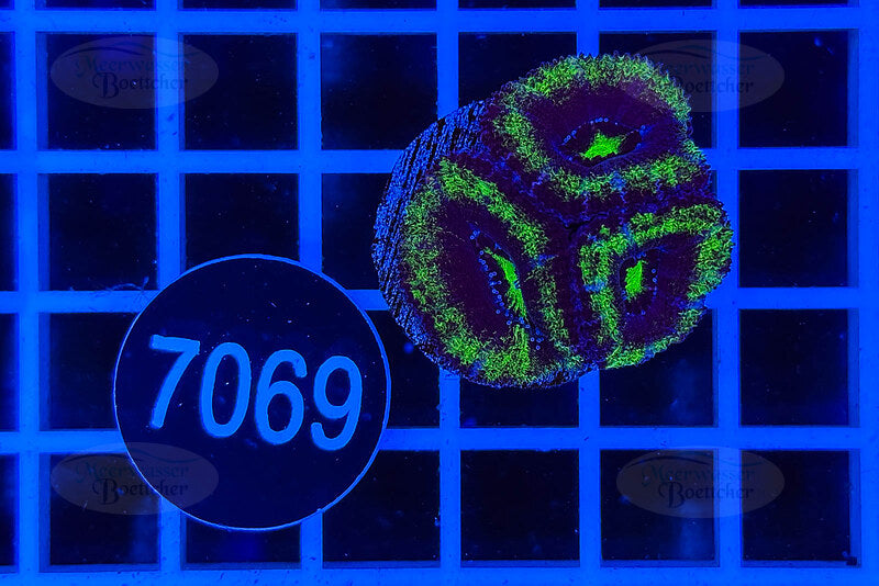 Acanthastrea lordhowensis | LPS Koralle | WYSIWYG