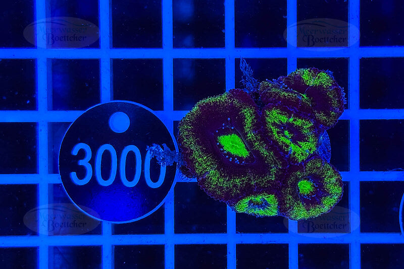 Acanthastrea lordhowensis | LPS Koralle | WYSIWYG