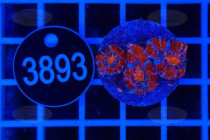 Acanthastrea lordhowensis | LPS Coral | WYSIWYG