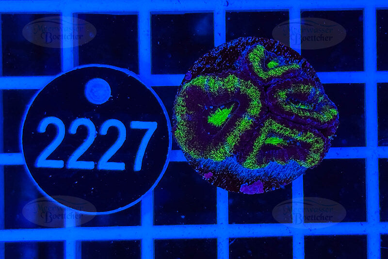 Acanthastrea lordhowensis | LPS Koralle | WYSIWYG