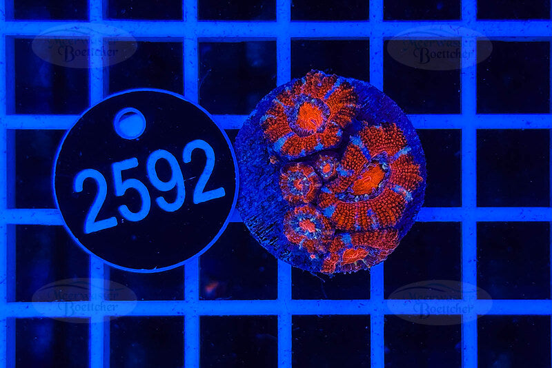 Acanthastrea lordhowensis | LPS Koralle | WYSIWYG