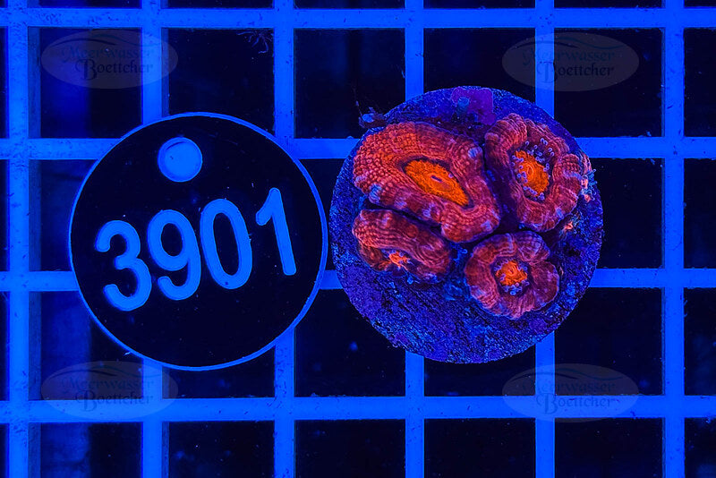 Acanthastrea lordhowensis | LPS Koralle | WYSIWYG