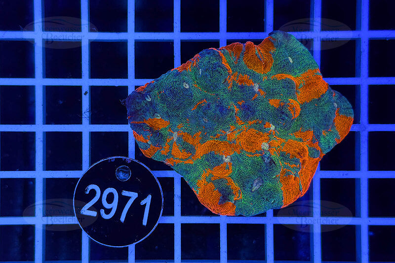 Echinophyllia sp. – Rainbow Morph | LPS Koralle | WYSIWYG