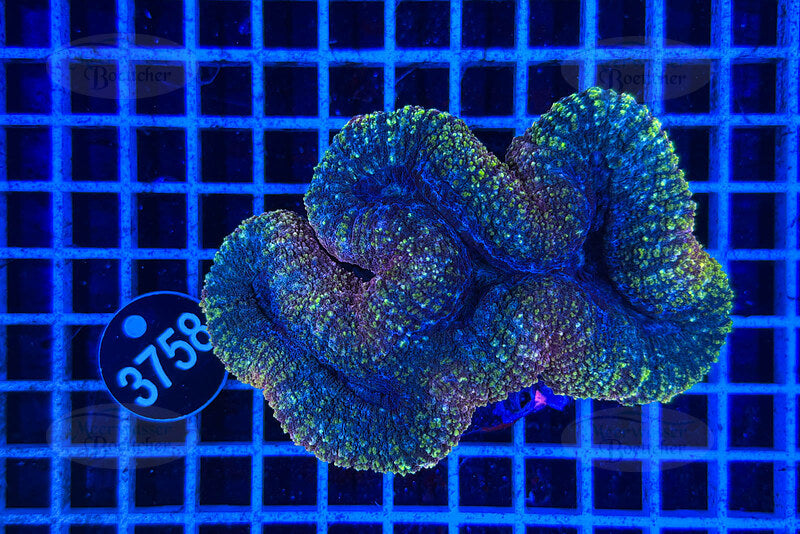 Lobophyllia | LPS Koralle | WYSIWYG