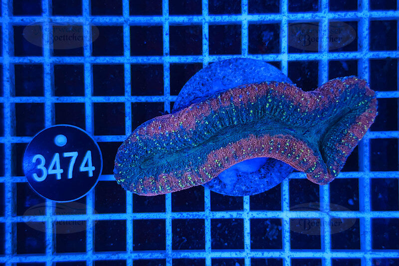 Lobophyllia | LPS Koralle | WYSIWYG