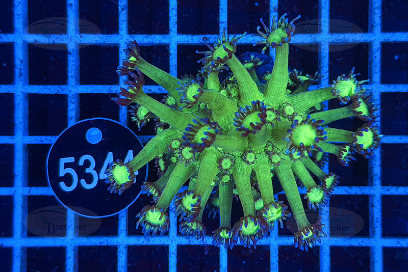 Goniopora | LPS Koralle | WYSIWYG