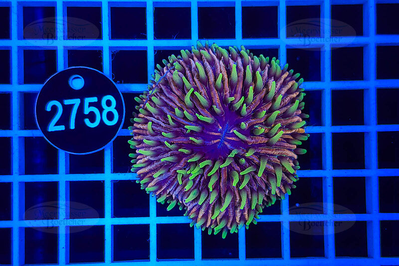 Fungia | LPS Koralle | WYSIWYG