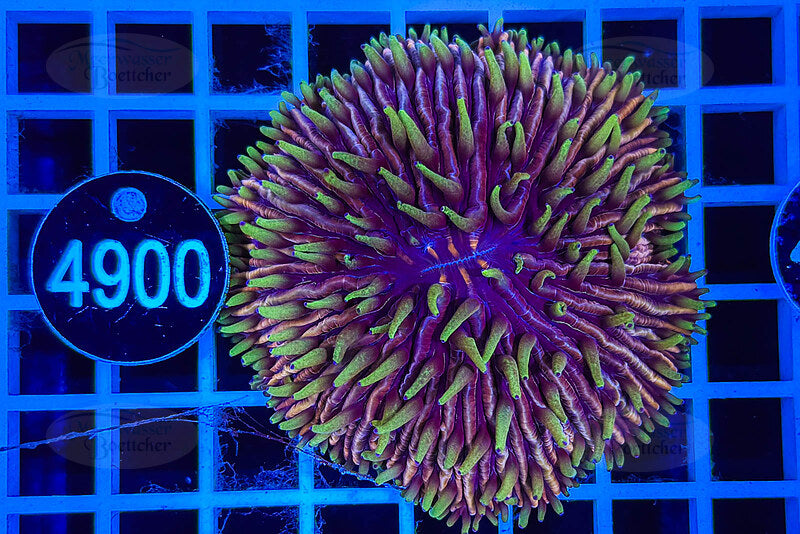 Fungia | LPS Koralle | WYSIWYG