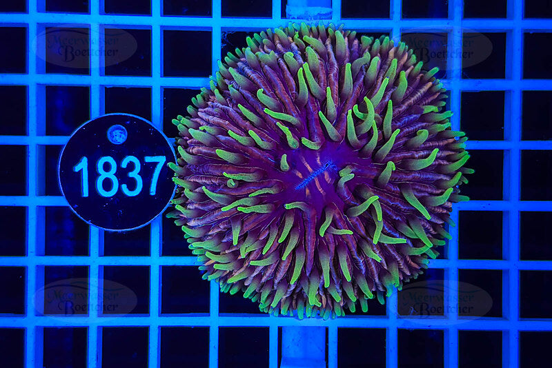 Fungia | LPS Koralle | WYSIWYG