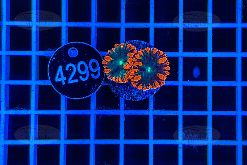 Blastomusa wellsi | Corail LPS | WYSIWYG