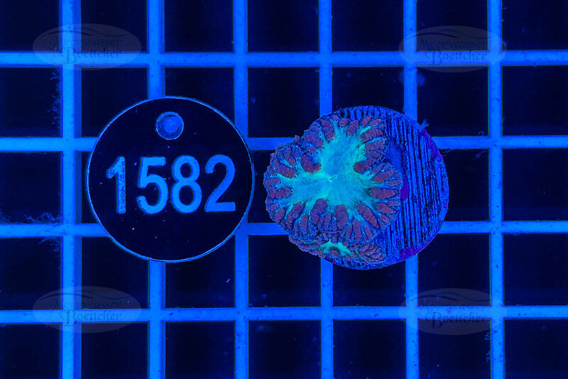 Blastomusa wellsi | Corail LPS | WYSIWYG