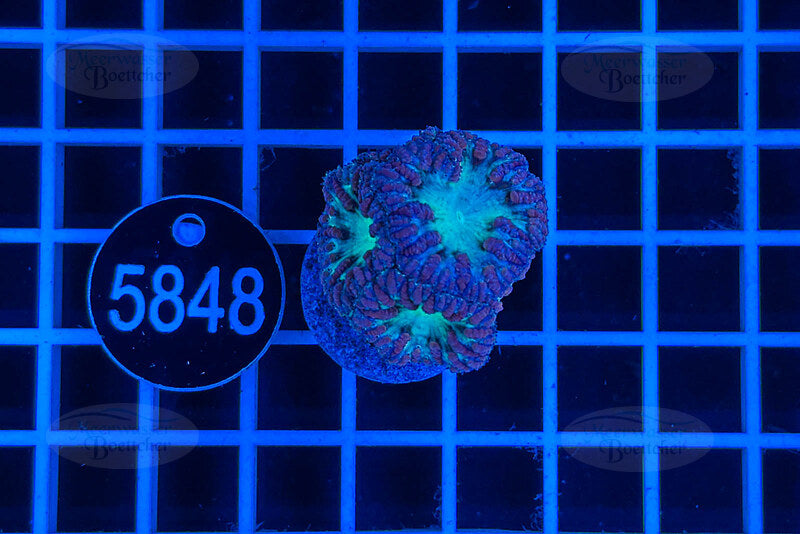 Blastomusa wellsi | Corail LPS | WYSIWYG