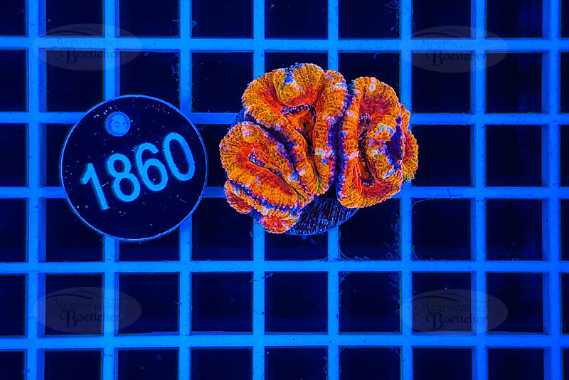 Acanthastrea lordhowensis Rainbow | LPS Koralle | WYSIWYG