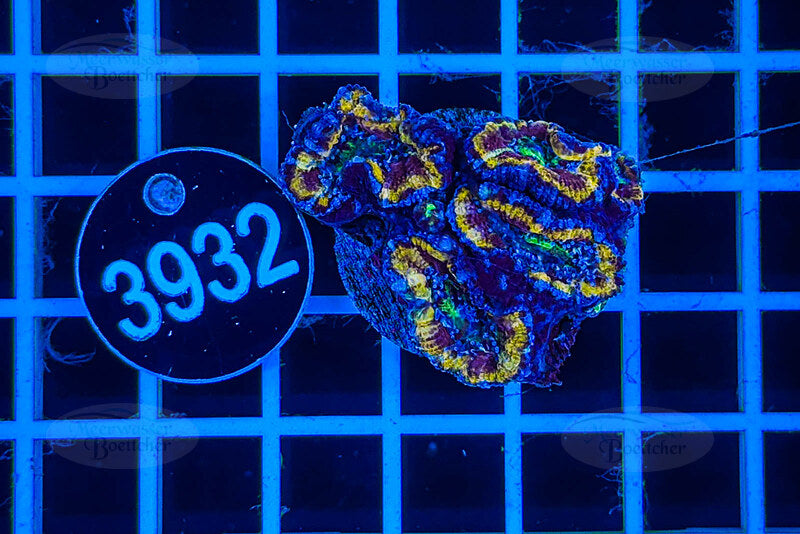 Acanthastrea lordhowensis Rainbow | LPS Koralle | WYSIWYG